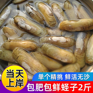 蛏子鲜活双头蛏子圣子新鲜海鲜水产超大刀鲜刀蚬子毛蚬子无沙 2斤