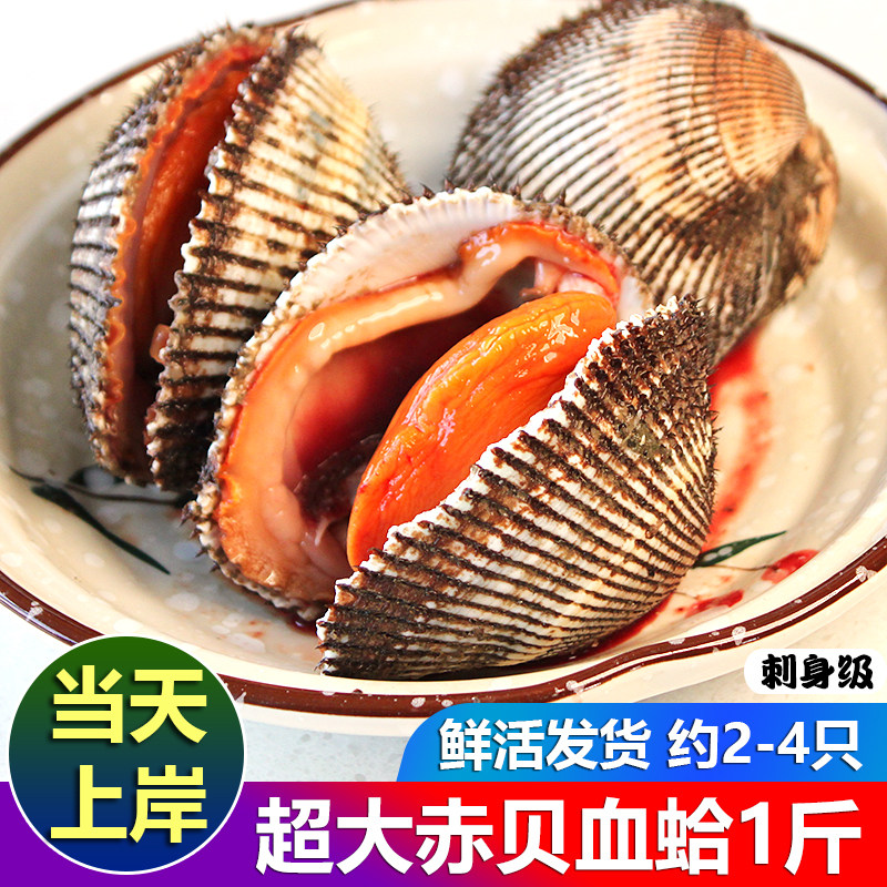 赤贝鲜活超大血蛤刺身大毛钳毛蛤蜊毛蛤血哈海鲜水产贝类1斤1-4个