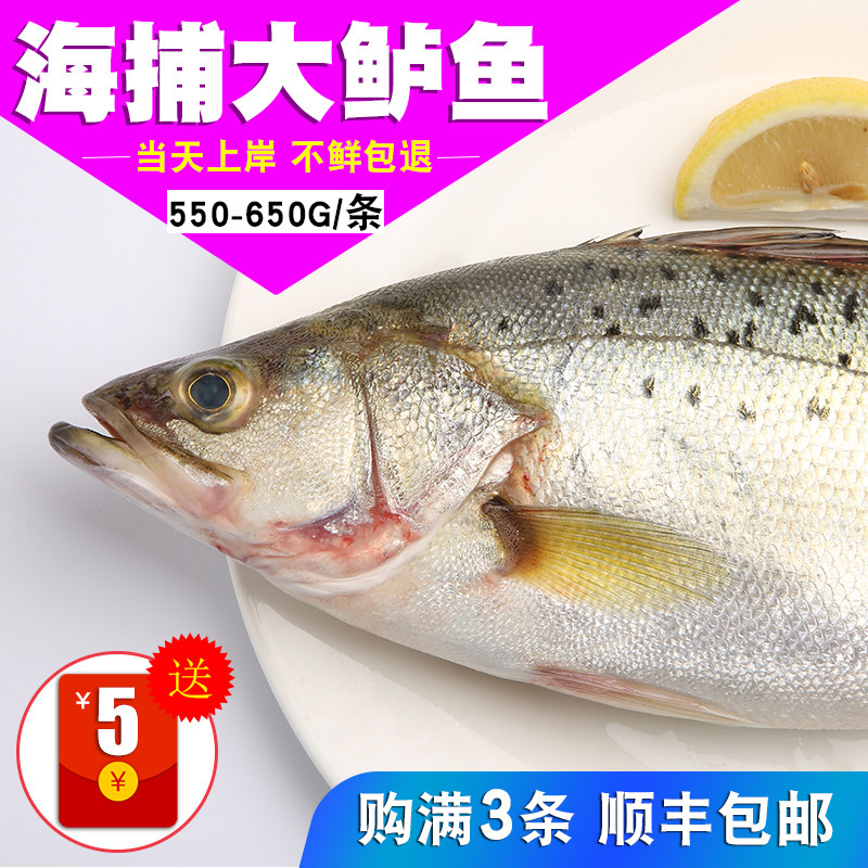 海鲈鱼青岛深海鱼新鲜捕捞海鲜水产鲜活海捕花鲈寨花海钓鲈鲛500g