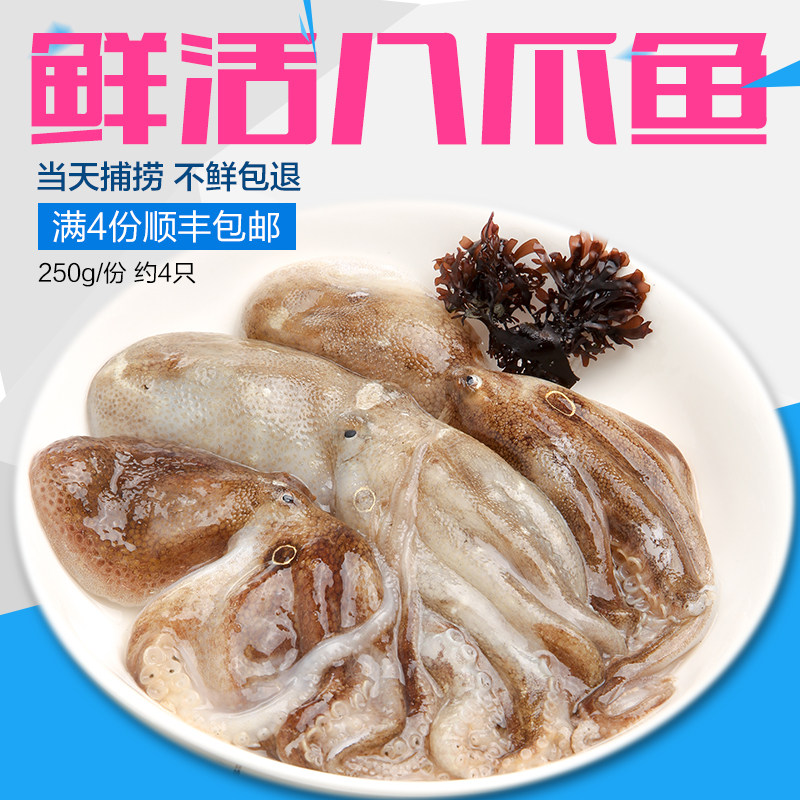 大小八爪鱼章鱼足小章鱼青岛捕捞海鲜水产鲜活冷冻新鲜小八带250g