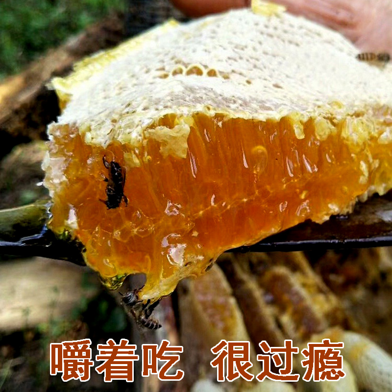 23年野生蜂巢蜜500g秦岭土蜂蜜农家自产纯正老蜂窝百花蜜嚼着吃