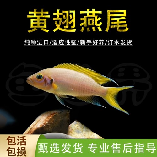 黄翅燕尾女王慈鲷鱼活体