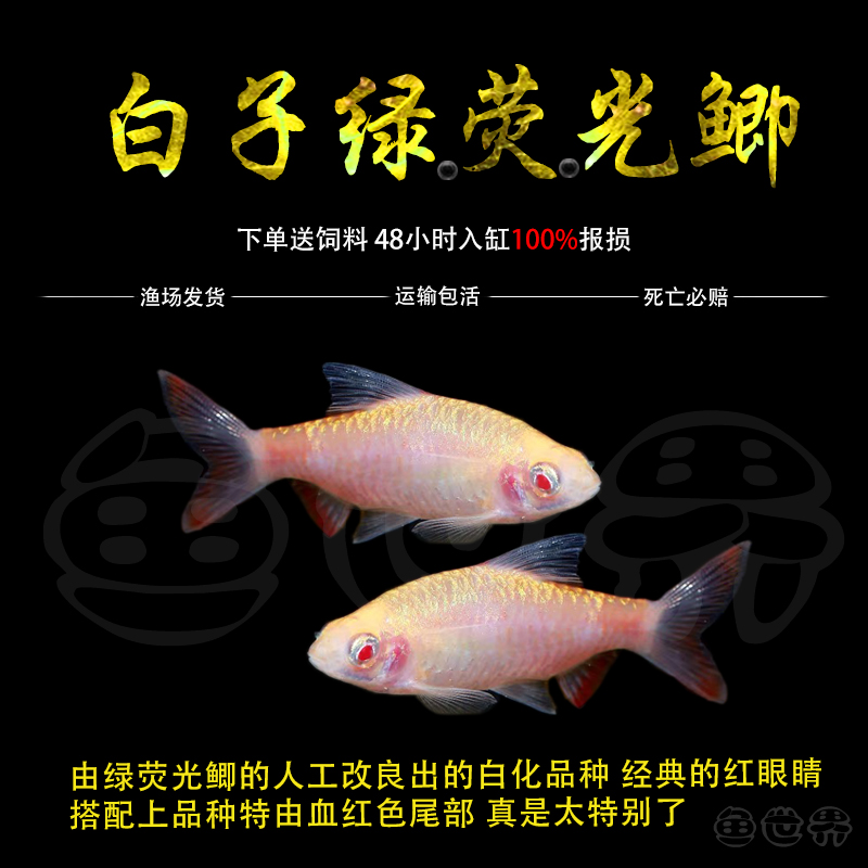 白子绿荧光鲫鱼红眼荧光鲫耐寒基因改良种红尾樱桃鲫黑红宝石活体