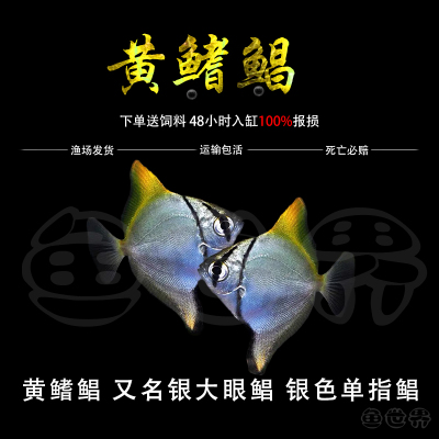 黄鳍鲳鱼蝙蝠鲳银大眼鲳珊瑚神仙鱼热带观赏鱼群游鱼活体淡水鱼