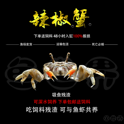 活体宠物吃虫淡水蟹除藻