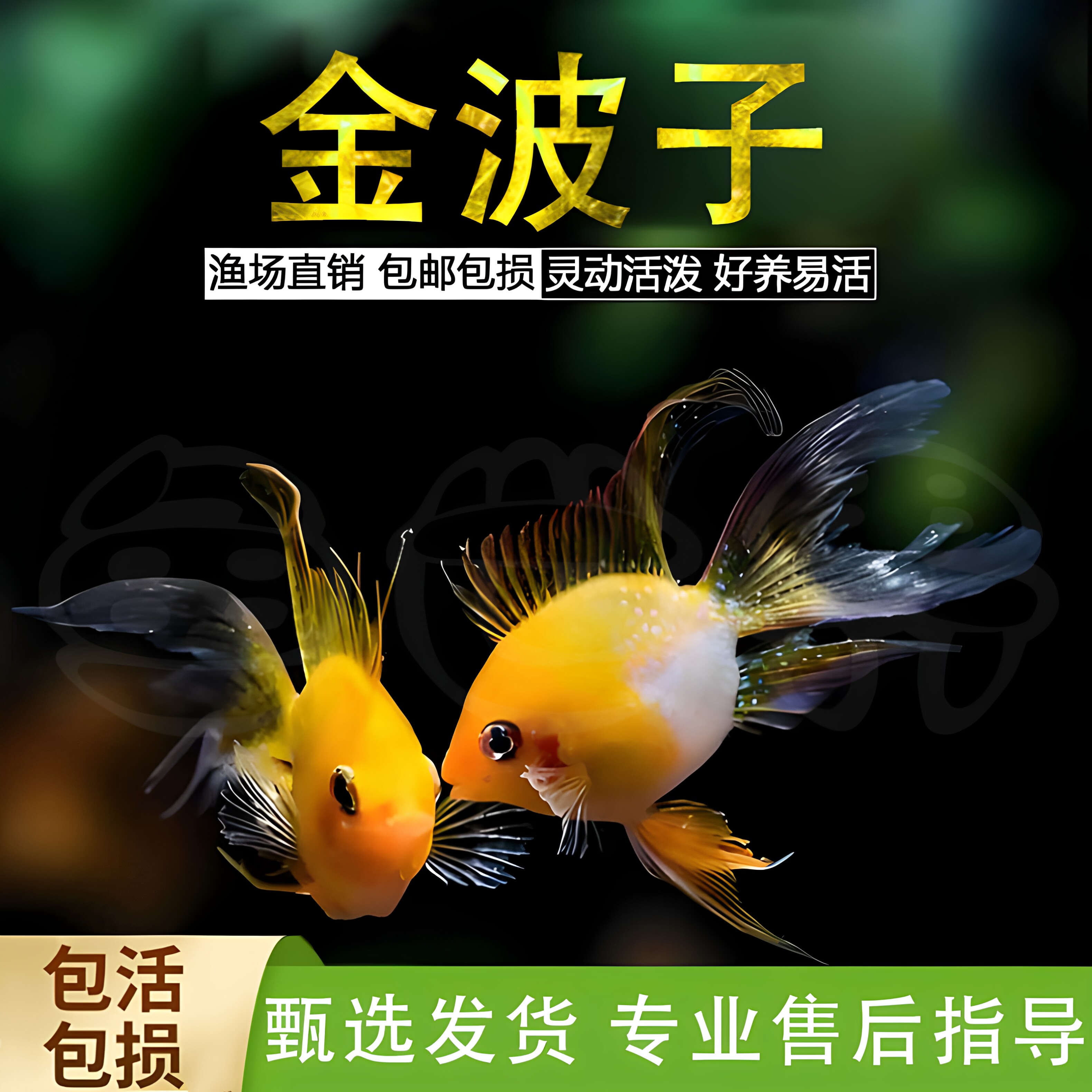 金波子热带观赏鱼凤凰鱼阿凡达短鲷鱼皮卡丘宝蓝球活体小型淡水鱼