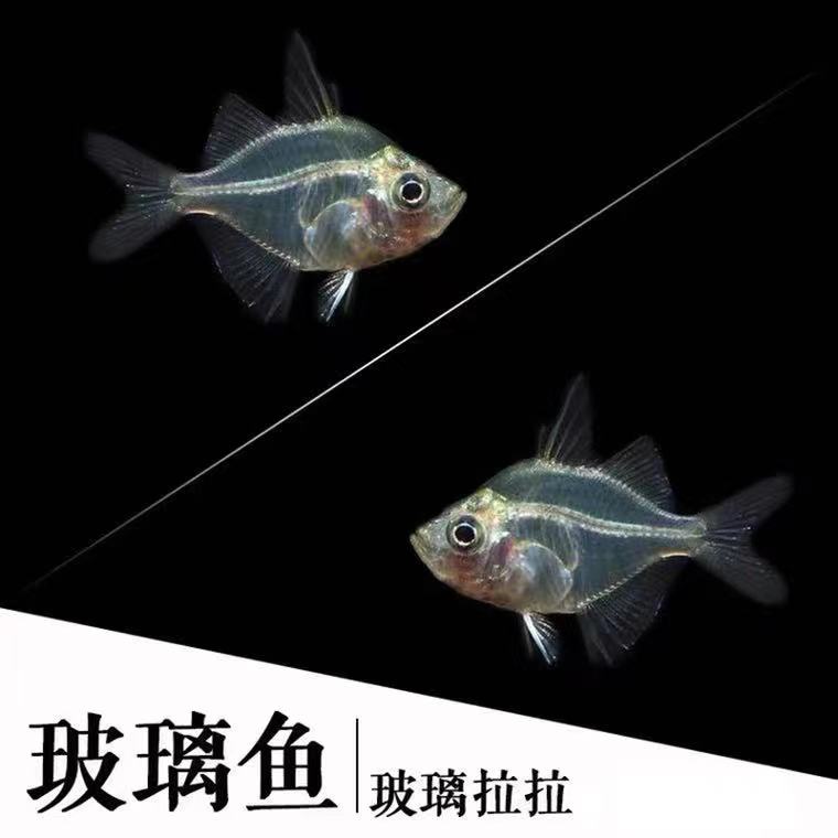 玻璃拉拉透明活体群游淡水热带鱼