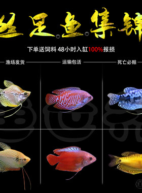 蓝曼龙鱼马甲水族宠物包邮蛋白虫