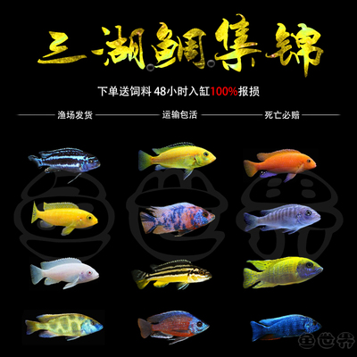 三湖慈鲷活体马雕短雕王子蓝雪雕