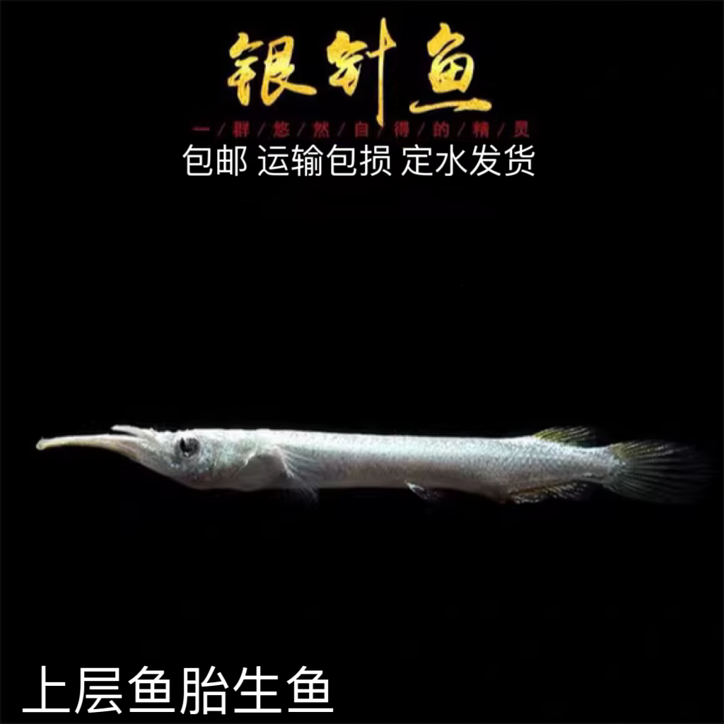 银针鱼活体包邮上层漂浮白金水针鱼活体宠物鱼热带淡水观赏鱼
