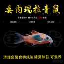 委内瑞拉黑鼠鱼热带鱼青鼠底栖鱼尼罗河鱼南美清便工具翻砂鱼活体