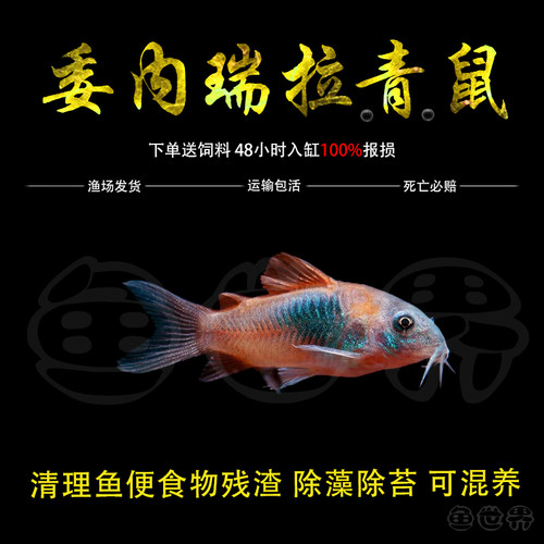 委内瑞拉黑鼠鱼热带鱼青鼠底栖鱼