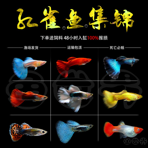 孕母临产巴西红包邮热带观赏鱼