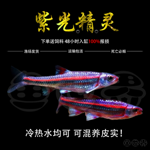 紫光精灵鱼淡水观赏鱼多彩霓虹紫光精灵小型耐寒冷水原生鱼灯鱼