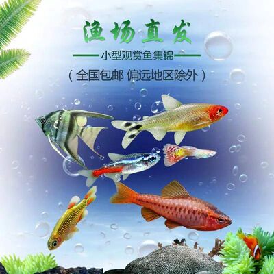 活体小型鱼草缸群游包邮红绿灯