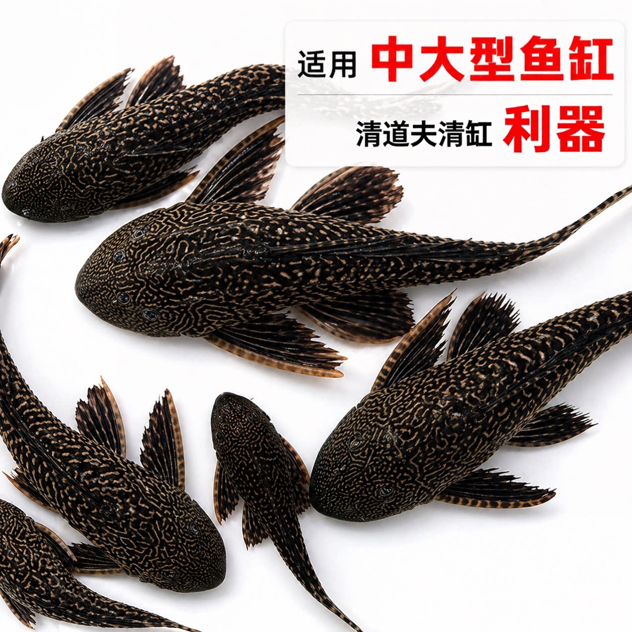清道夫鱼缸清洁工鱼观赏热带淡水冷水专吃屎垃圾粪便清理藻类残饵