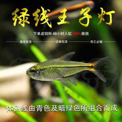 绿线王子灯鱼梅塔高端南美稀有品种热带观赏鱼小型灯科群游鱼草缸