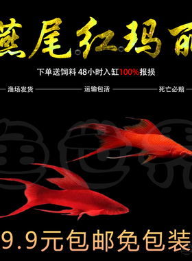 燕尾双剑鱼红剑鱼红箭鱼红玛丽草缸发财鱼小型热带活体胎生观赏鱼