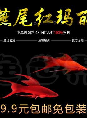 热带鱼燕尾红玛丽热带淡水长尾