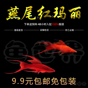 燕尾双剑鱼红剑鱼红箭鱼红玛丽草缸发财鱼小型热带活体胎生观赏鱼