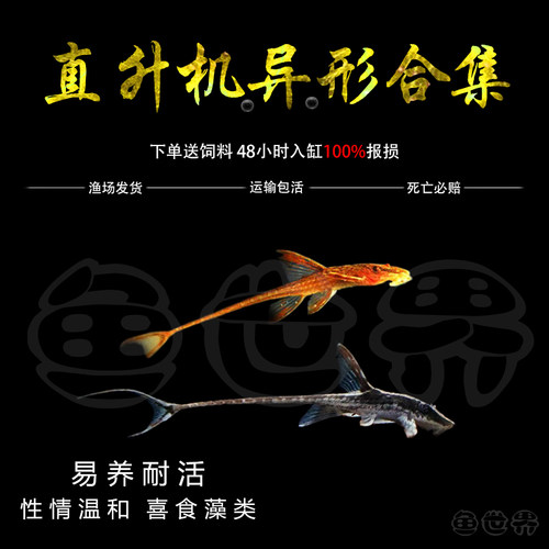 直升机异形热带鱼淡水