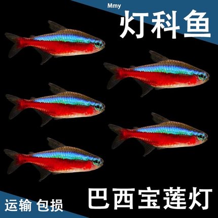 巴西宝莲灯鱼热带观赏鱼活体红绿水族草缸群游小型淡水灯科宠物鱼