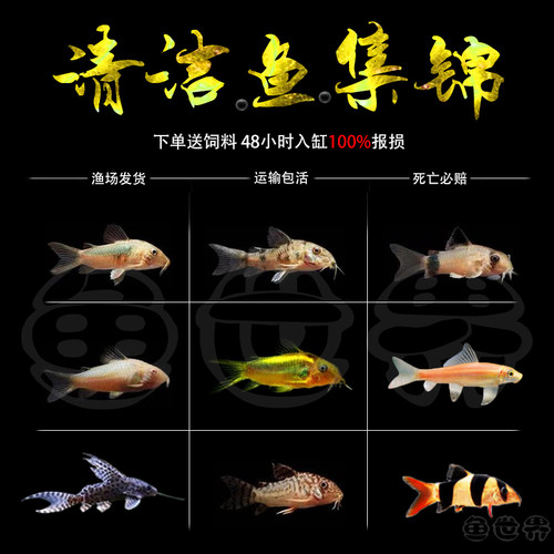 活体小型白咖啡清道夫金苔鼠