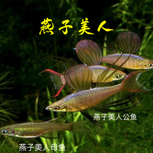 燕子美人鱼小型热带观赏鱼宠物鱼水草缸群游灯科鱼燕子鱼美人鱼儿