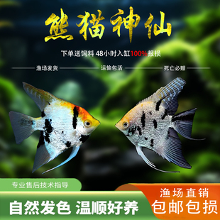 熊猫神仙鱼燕鱼小型热带观赏鱼淡水七彩神仙燕鱼活体草缸种鱼繁殖