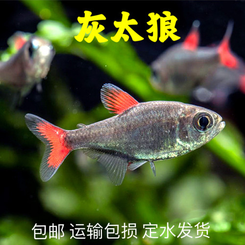 观赏鱼灰太狼热带淡水鱼