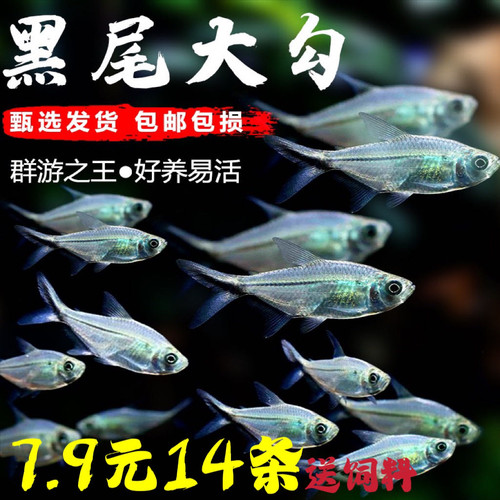 黑尾大勾草缸裸缸耐活群游热带鱼