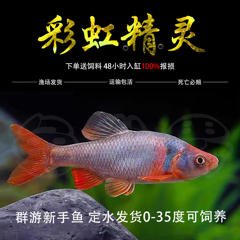 彩虹精灵鱼原生冷水鱼卢伦真小鲤