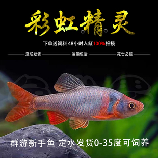 彩虹精灵鱼原生冷水鱼卢伦真小鲤北美原生耐寒群游宠物观赏鱼活体