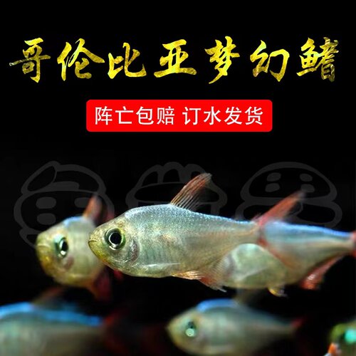 热带鱼灯科鱼淡水群游