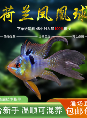 荷兰凤凰球金波子阿凡达德系凤凰宝蓝球热带观赏鱼活体小型淡水鱼