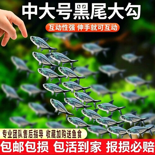 黑尾大勾鱼群游鱼草缸小型热带鱼苗观赏鱼红绿灯孔雀鱼扯旗灯科鱼