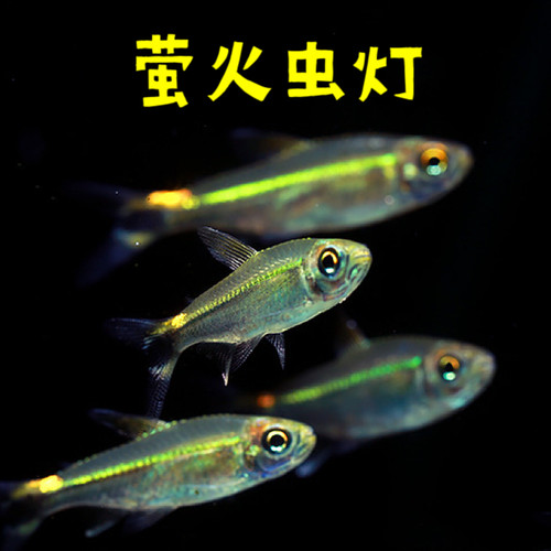 萤火虫鱼水草缸群游灯科鱼小型鱼鱼南美进口热带鱼高端观赏鱼活鱼