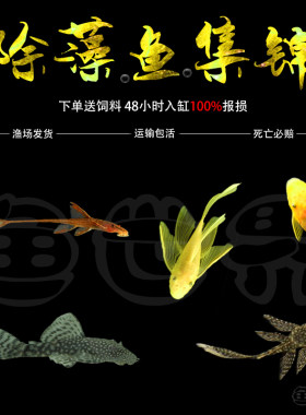 大胡子红蜻蜓清道夫热带观赏鱼