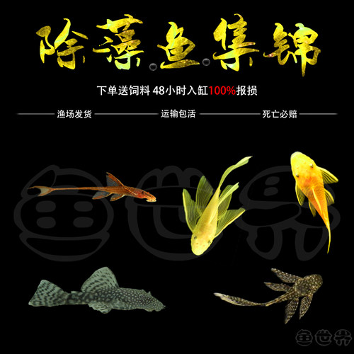 大胡子红蜻蜓清道夫热带观赏鱼