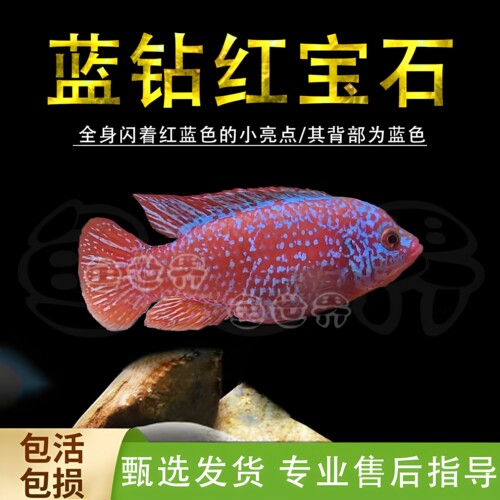 蓝钻红宝石鱼翡翠凤凰鱼电光凤凰鱼南美慈鲷鱼热带鲷鱼活体鱼包邮