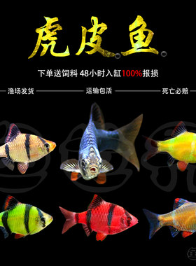 小型宠物淡水绿虎皮金包邮热带鱼