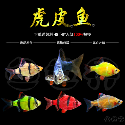 小型宠物淡水绿虎皮金包邮热带鱼
