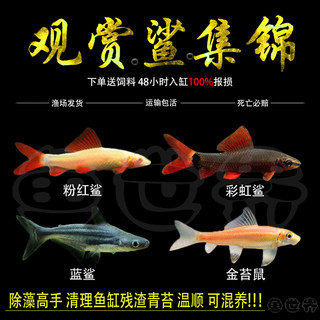 彩虹鲨鱼金苔鼠鱼除藻鱼清洁鱼粉红鲨鱼热带鱼清道夫蓝鲨淡水包邮