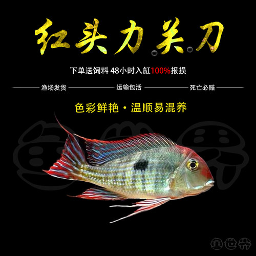 红头力关刀鱼热带鱼淡水鱼凤凰关刀食土鲷南美观赏鱼鲷鱼