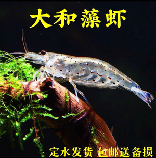 除藻大河藻虾工具虾包邮除藻大和藻虾大号尺寸工具虾观赏虾抱卵虾