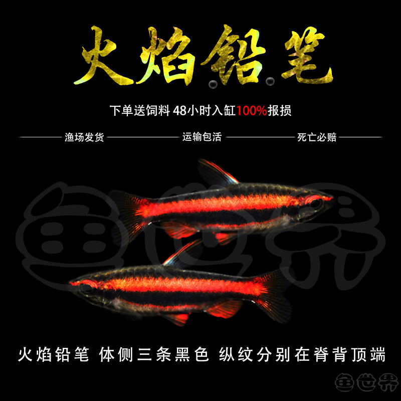 火焰铅笔鱼稀有南美鱼原生进口热带观赏鱼小型群游灯鱼紫火焰活体