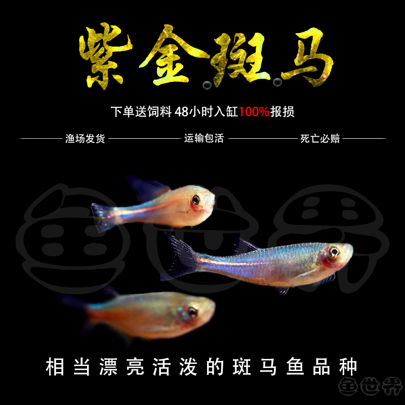 紫金斑马鱼小型观赏鱼原生淡水鱼冷水鱼玫瑰金线半线丹鱼大班马鱼