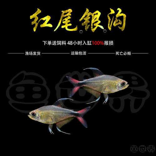 红尾银勾鱼热带鱼淡水鱼