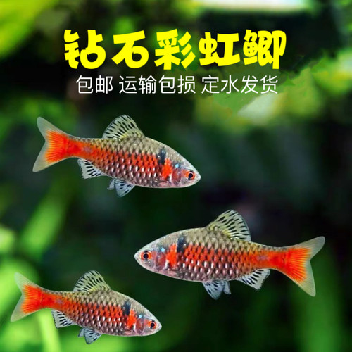 观赏鱼钻石彩虹鲫淡水鱼