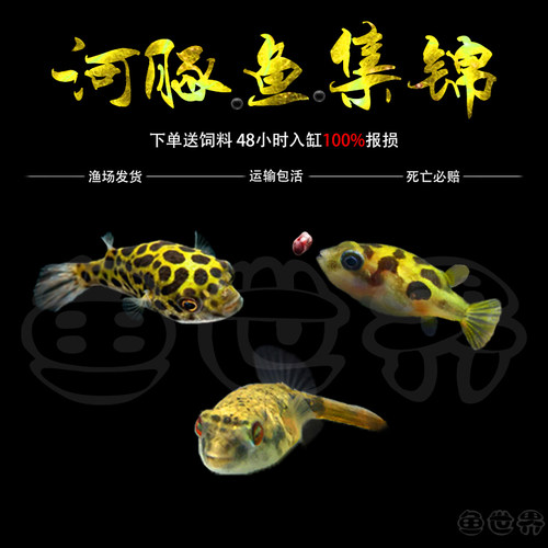 会生气的鱼潜水艇凶猛